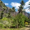Hakaui