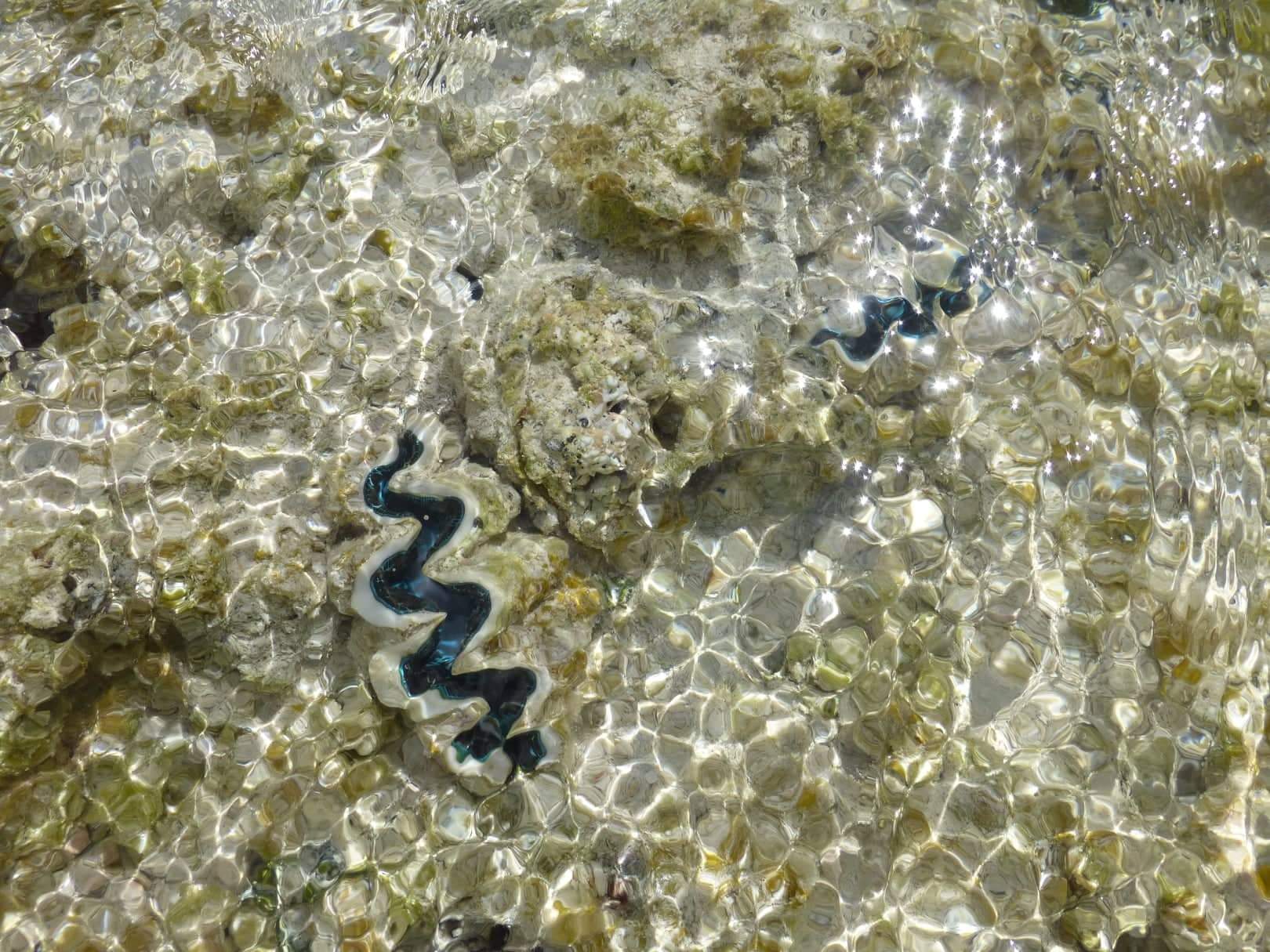 Bénitiers du lagon