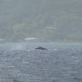 Baleine à bosse