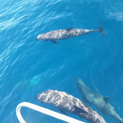 Dauphins d'Electre