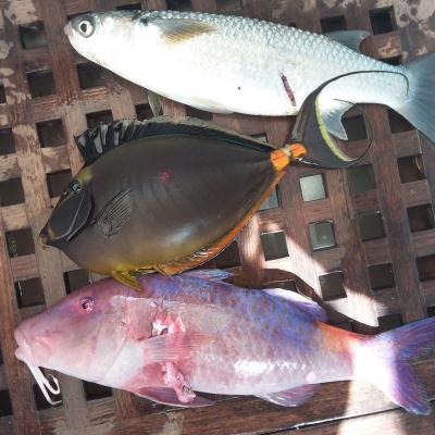Poissons du jour