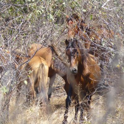 Chevaux sauvages